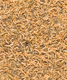 Versele Laga - Alimento per uccelli - Menu Nature Insect Mix 250gr